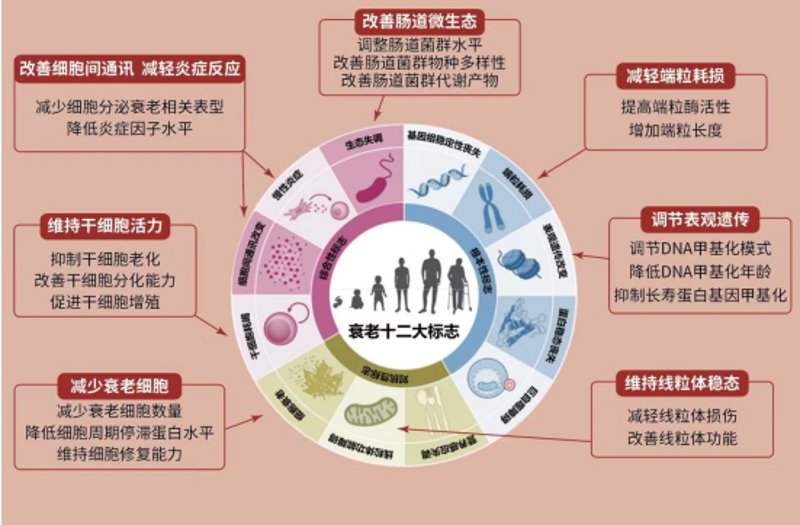 如何为长辈编织健康的防护网：老年疾病预防选购指南